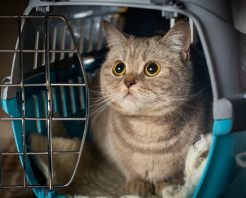 Kitty Cat in Pet Crate